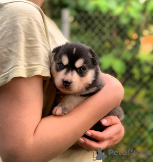 Photo №2 to announcement № 11179 for the sale of siberian husky - buy in Poland private announcement