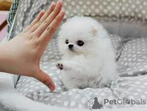 Photo №1. pomeranian - for sale in the city of Brussels | Is free | Announcement № 165734