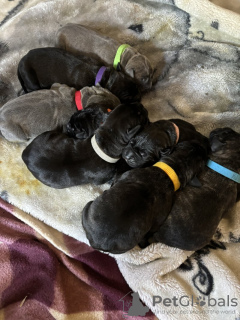 Photo №1. cane corso - for sale in the city of Floral City | 600$ | Announcement № 103365