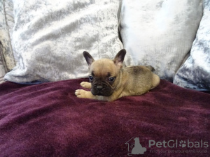 Additional photos: Male and female French Bulldog puppies available