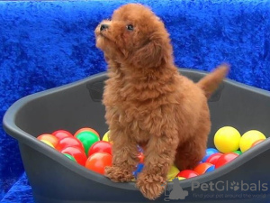 Photo №1. poodle (toy) - for sale in the city of Andros | Is free | Announcement № 126102