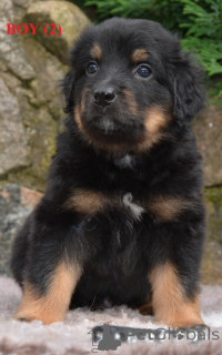 Photo №2 to announcement № 144437 for the sale of hovawart - buy in Latvia breeder