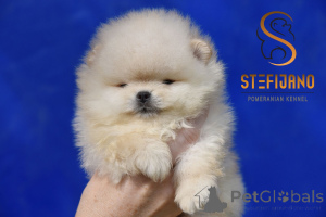 Photo №1. pomeranian - for sale in the city of Loznica | Is free | Announcement № 141946