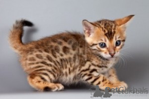 Photo №1. bengal cat - for sale in the city of Murcia | negotiated | Announcement № 176371