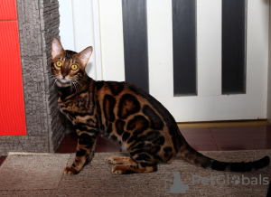 Photo №3. Mating with a Bengal cat in Ukraine. Announcement № 8089