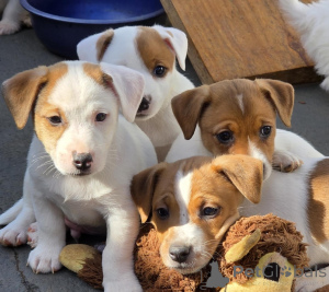 Photo №1. jack russell terrier - for sale in the city of OSLO | negotiated | Announcement № 175042