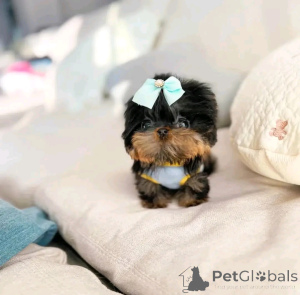 Photo №3. Yorkie Purebred Puppies contact whatsapp business 447450021323. Finland
