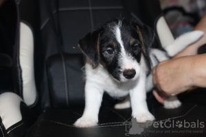 Photo №3. Jack Russell Terrier puppy. Russian Federation