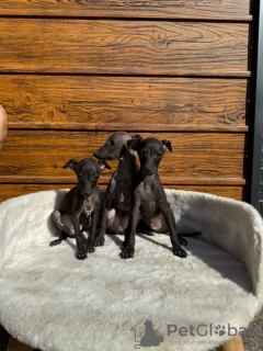 Additional photos: Italian greyhound puppies available for booking