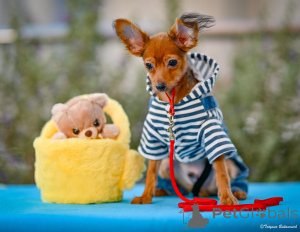 Photo №1. russkiy toy - for sale in the city of Haifa | 1800$ | Announcement № 160398