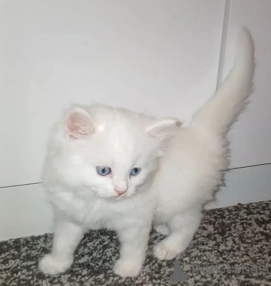 Photo №1. turkish angora - for sale in the city of Berlin | negotiated | Announcement № 169830