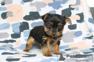 Photo №3. Yorkshire Terrier - standard boy puppies. Germany