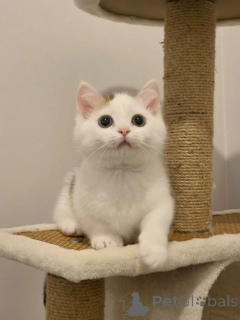 Photo №1. munchkin - for sale in the city of Charleroi | 608$ | Announcement № 172419