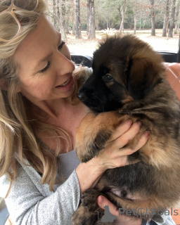 Photo №4. I will sell german shepherd in the city of Arlington. private announcement - price - 444$
