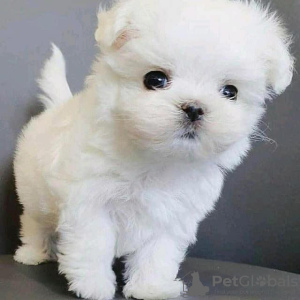 Photo №2 to announcement № 24821 for the sale of maltese dog - buy in Italy private announcement