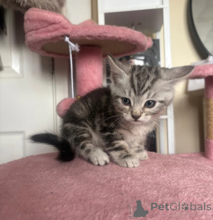 Photo №1. norwegian forest cat - for sale in the city of Jenalöbnitz | 361$ | Announcement № 177570