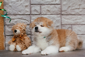 Photo №3. Chic puppies Akita Inu. Russian Federation