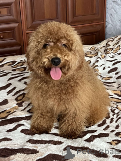 Photo №4. I will sell poodle (toy) in the city of Kiev. private announcement, from nursery, breeder - price - 1239$