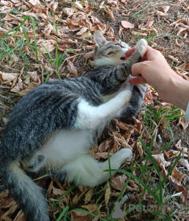 Photo №3. A sociable, inquisitive kitten is looking for a home.. Russian Federation