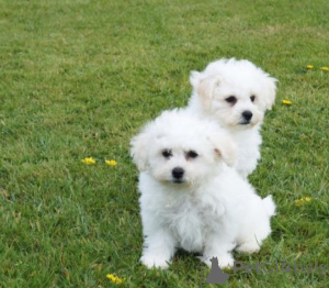 Photo №1. bichon frise - for sale in the city of Dusseldorf | 258$ | Announcement № 156392