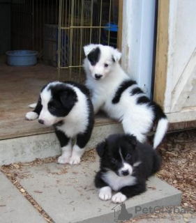 Photo №1. border collie - for sale in the city of Regensburg | 188$ | Announcement № 129938