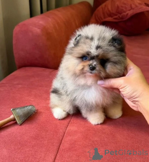 Photo №1. pomeranian - for sale in the city of Heidenheim | negotiated | Announcement № 174873