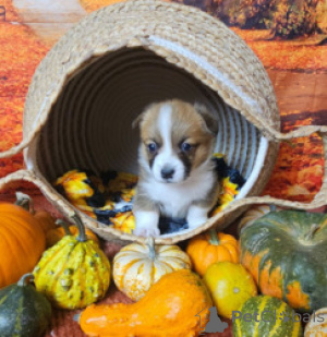 Photo №1. welsh corgi - for sale in the city of Benapole | negotiated | Announcement № 169263