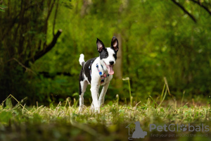 Additional photos: Beautiful puppy Darell is in good hands.