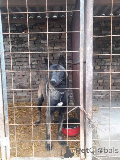 Photo №2 to announcement № 160588 for the sale of malinois - buy in Serbia 