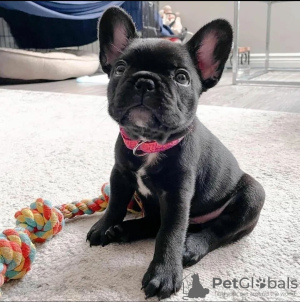 Photo №1. french bulldog - for sale in the city of Эспоо | negotiated | Announcement № 123681