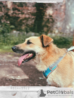 Additional photos: The wonderful red-haired beast Bertha is looking for her home.