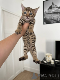 Photo №1. bengal cat - for sale in the city of Berlin | 338$ | Announcement № 96246