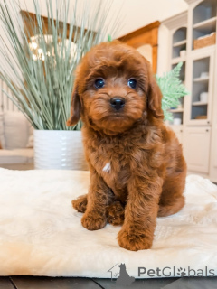 Photo №1. labradoodle - for sale in the city of Amberg | 671$ | Announcement № 157474