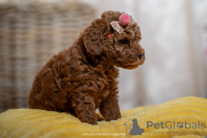 Photo №3. Red dwarf and toy poodles. Serbia