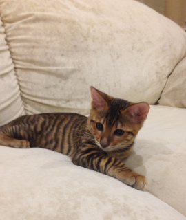 Photo №1. toyger - for sale in the city of Chelyabinsk | Negotiated | Announcement № 5629