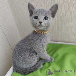 Photo №2 to announcement № 123545 for the sale of russian blue - buy in Belgium 