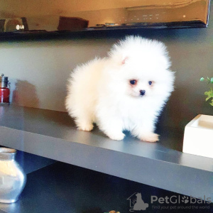 Photo №4. I will sell pomeranian in the city of Bremen. private announcement - price - 380$