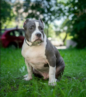 Photo №2 to announcement № 2919 for the sale of american bully - buy in Russian Federation from nursery, breeder