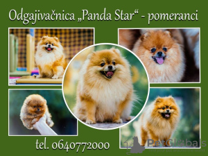 Additional photos: Pomeranian Spitz puppies