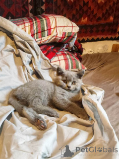 Photo №3. British Kurzhaar. WhatsApp 44 7453 907158. Germany