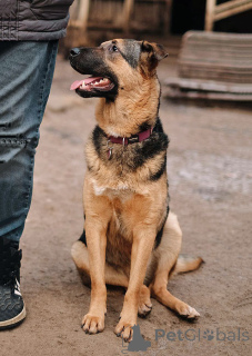 Photo №1. non-pedigree dogs - for sale in the city of St. Petersburg | Is free | Announcement № 165126