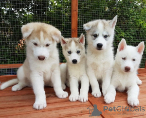 Photo №1. siberian husky - for sale in the city of Berlin | 370$ | Announcement № 81671
