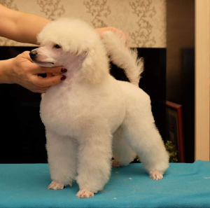 Photo №4. I will sell poodle (toy) in the city of Москва. from nursery - price - 1651$