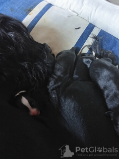 Photo №2 to announcement № 133622 for the sale of  - buy in Spain private announcement