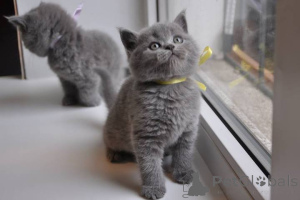 Photo №1. british shorthair - for sale in the city of Bad Kreuznach | negotiated | Announcement № 168291