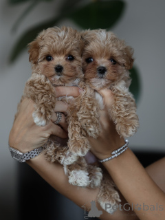 Photo №2 to announcement № 178080 for the sale of maltipu - buy in France breeder