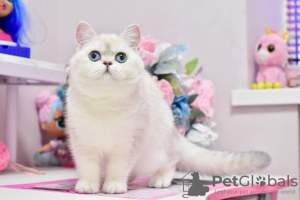 Photo №2 to announcement № 36928 for the sale of british shorthair - buy in Ukraine from nursery, breeder