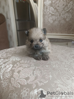 Photo №2 to announcement № 36885 for the sale of german spitz, pomeranian - buy in Russian Federation breeder
