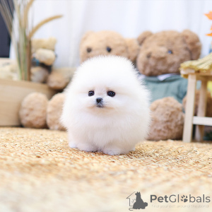 Photo №1. pomeranian - for sale in the city of Berlin | negotiated | Announcement № 158701