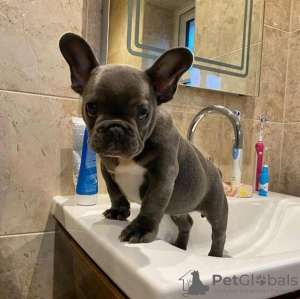 Photo №1. french bulldog - for sale in the city of Leipzig | negotiated | Announcement № 32242